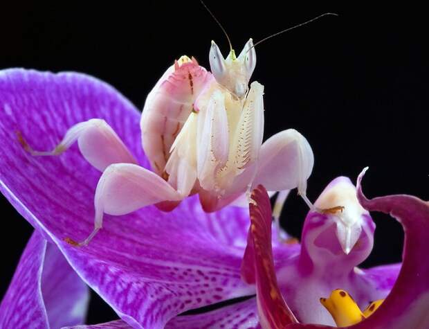 Картинки по запросу Орхидейный богомол