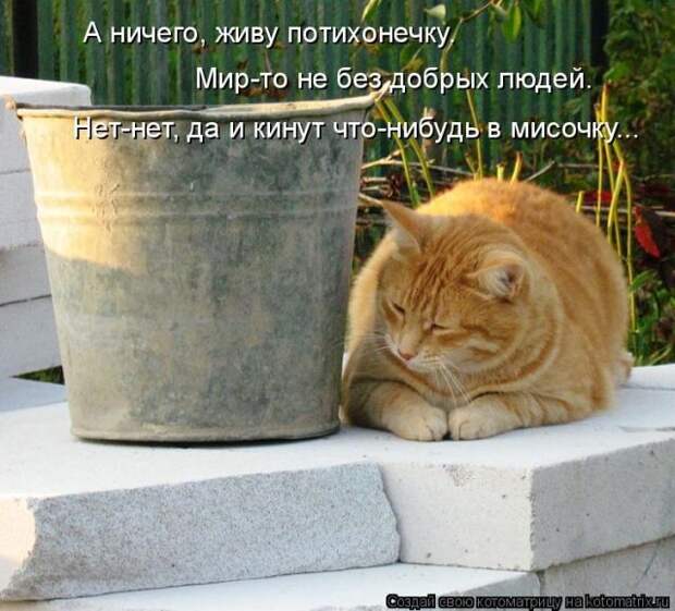 Лучшие котоматрицы недели (50 фото)