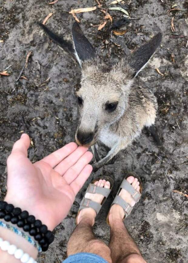 кенгуру с человеком