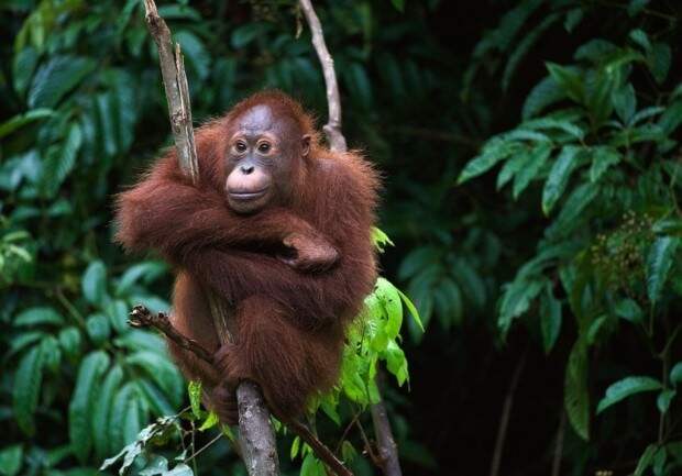 Орангутаны (лат. Pongo) (англ. Orangutan)