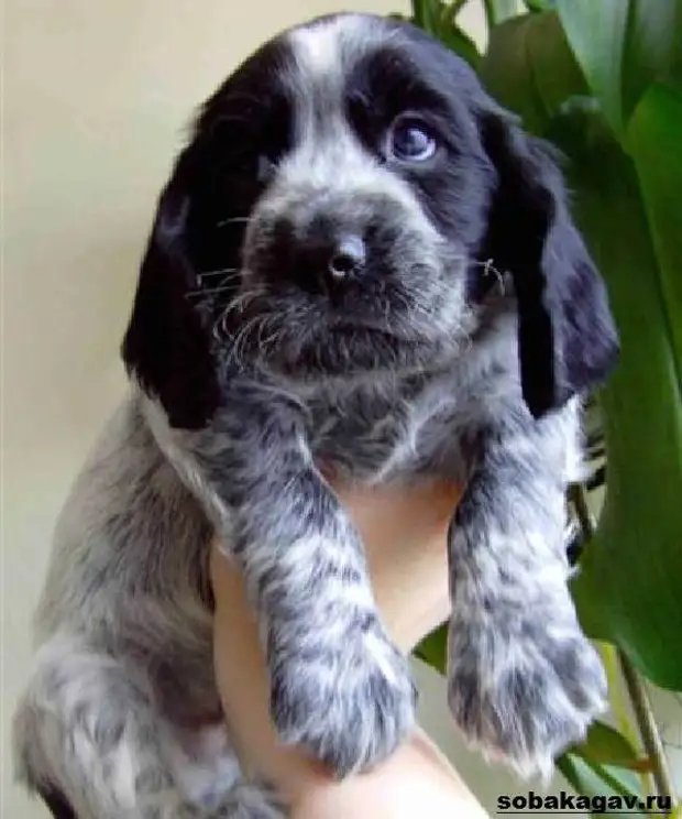 Русский кокер спаниель собака. Описание, уход и цена русского кокер спаниеля