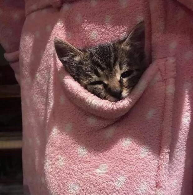 котенок в кармане