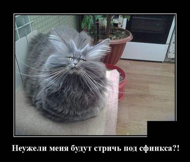 demotivatory-demotivator-smeshnye-demotivatory-demotivator-so-smyslom