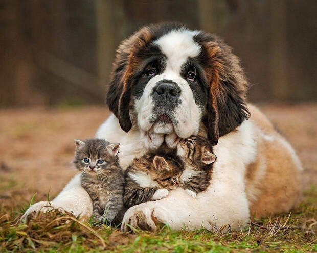 4qAKXnwvAmk (700x560, 446Kb)