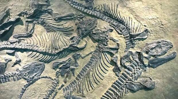 Палеонтологи подсчитали, что за всю историю Земли, окаменел только 1% от всего живого. информация, картинки, факты