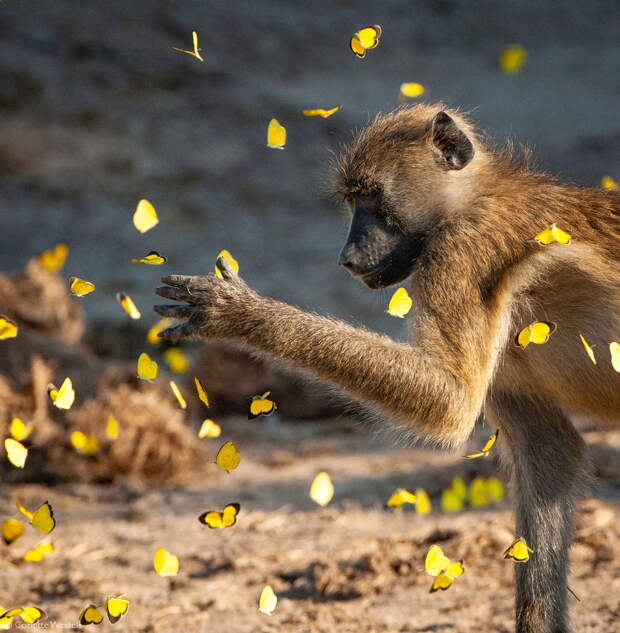 Лучшие фотографии Африки 2020