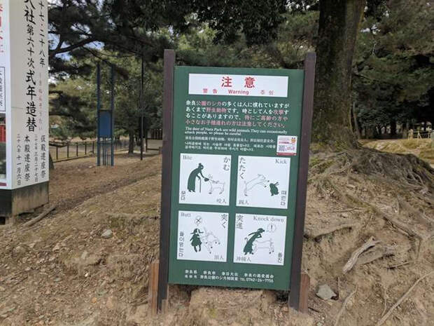 Волшебный парк в Японии, где олени кланяются людям за еду
