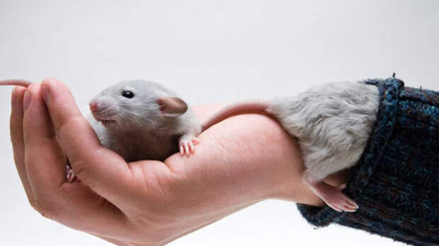 Крысята залазят в рукав к хозяину