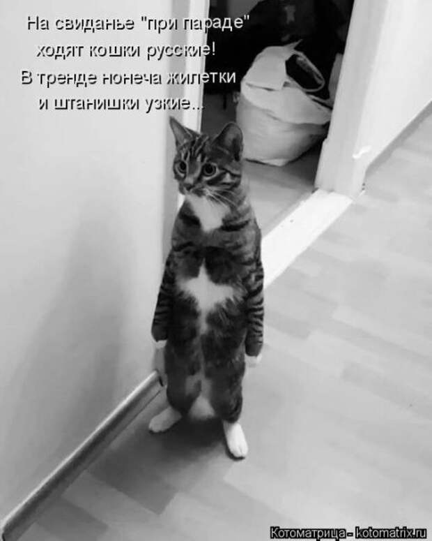 Лучшие котоматрицы недели (50 фото)