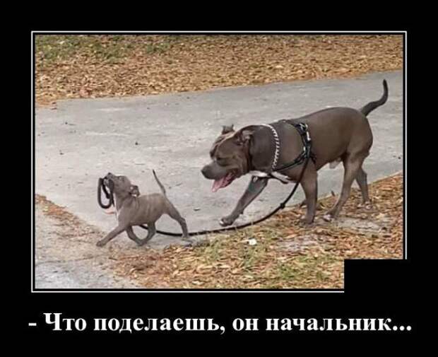 demotivatory-demotivator-smeshnye-demotivatory-demotivator-so-smyslom