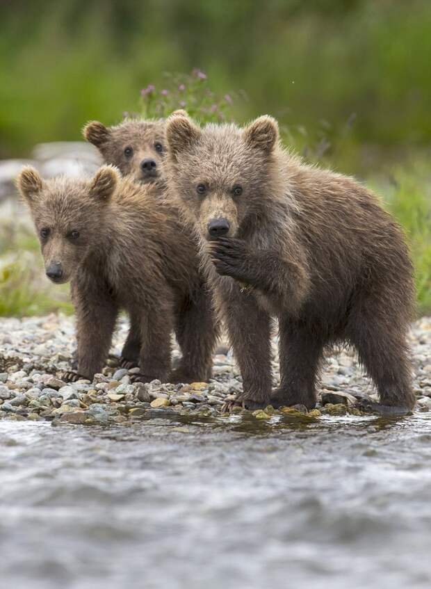 mama-bear-catches-a-salmon-to-feed-her-cubs-15