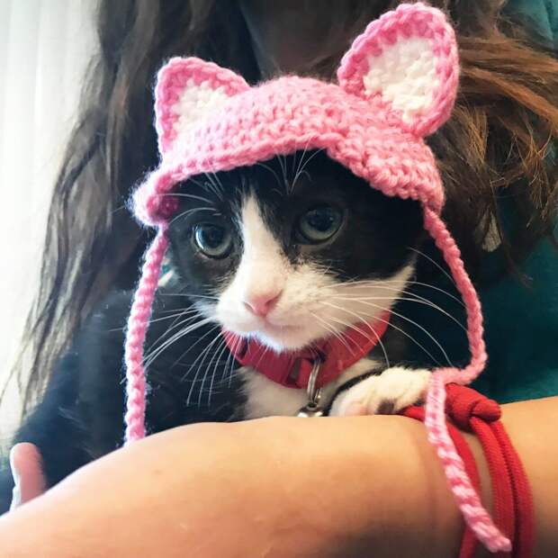 кошка в шапочке
