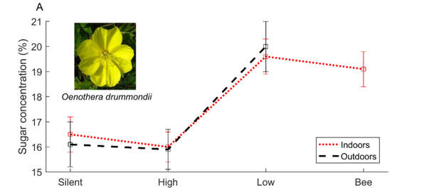 Как изменялось содержание сахара в нектаре ослинника после того, как растению давали послушать различные звукиMarine Veits et al. / biorXiv