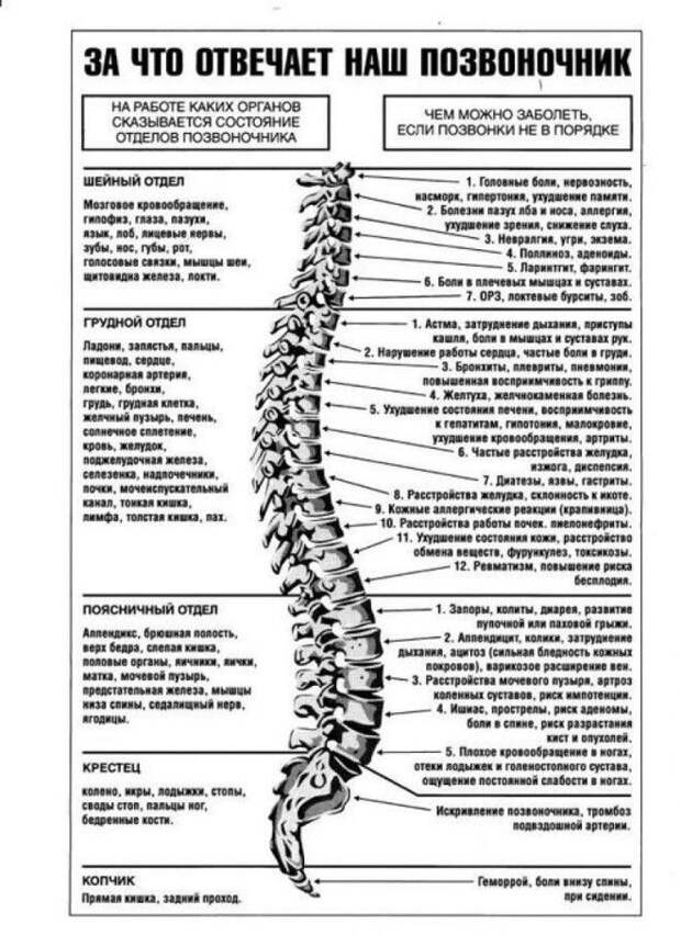 Жалобы при болях отдельных позвонков и что это означает Жалобы при болях отдельных позвонков и что это означает