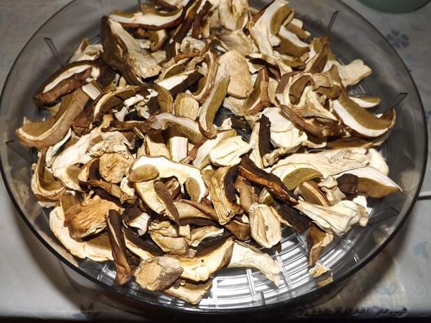 Как сушить грибы в домашних условиях в сушилке