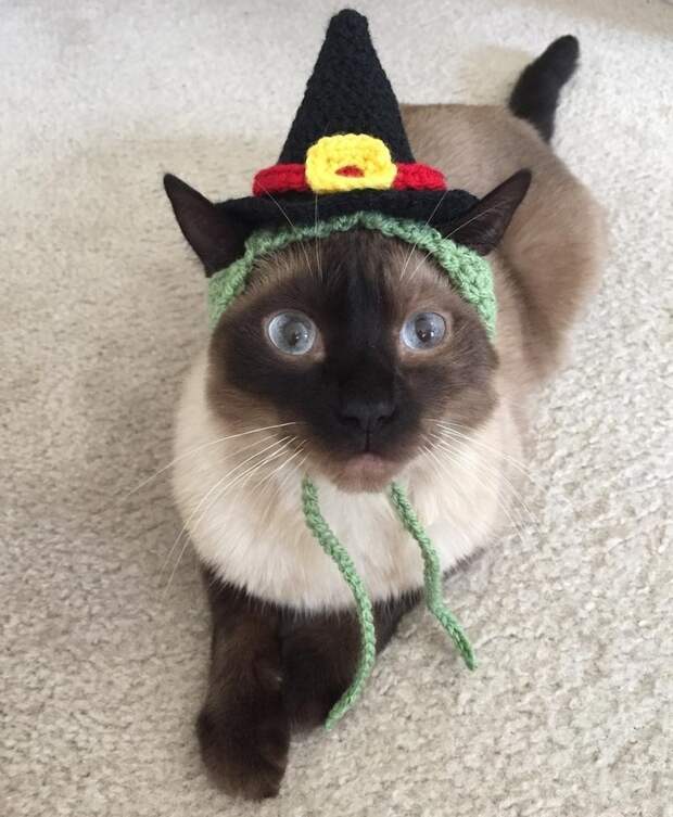 Котейки, знающие толк в моде на милые шапочки Котейки, знающие толк в моде на милые шапочки