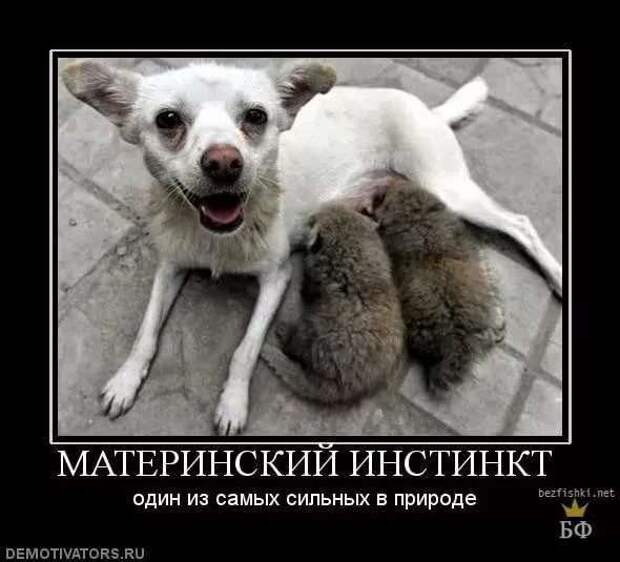Демотиваторы про коронавирус с надписями. Подборка chert-poberi-dem-koronavirus-chert-poberi-dem-koronavirus-48590603092020-5 картинка chert-poberi-dem-koronavirus-48590603092020-5