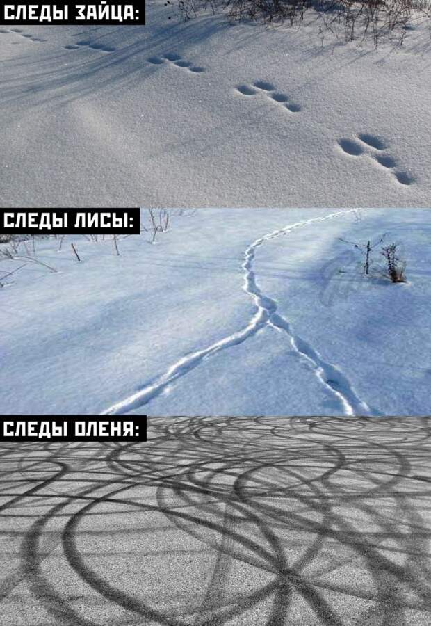 kartinok-veselyh-interesnyh-kartinki-smeshnye-kartinki-fotoprikoly