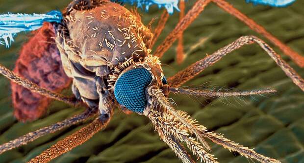 Картинки по запросу комар под микроскопом