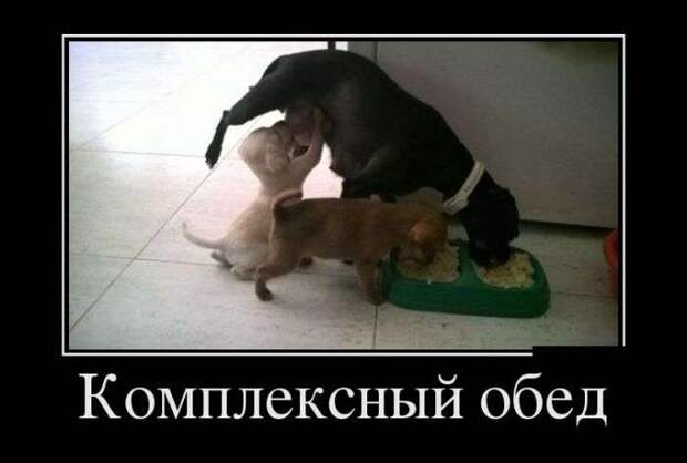 Веселые демотиваторы на выходные