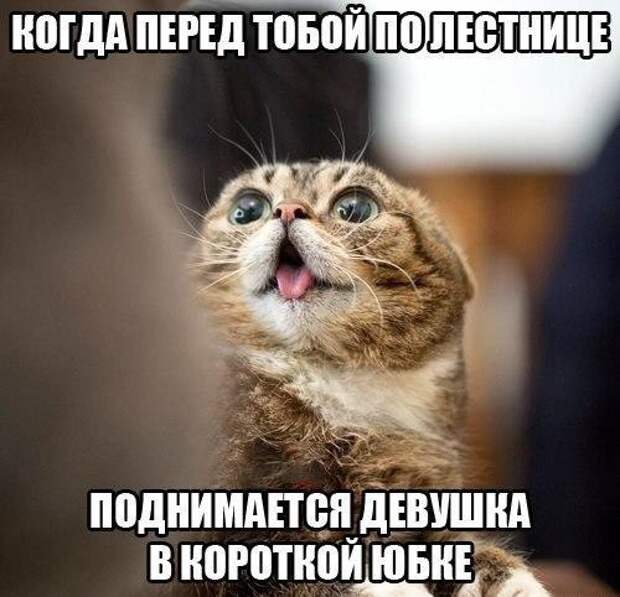 Веселые картинки с надписями Веселые картинки с надписями