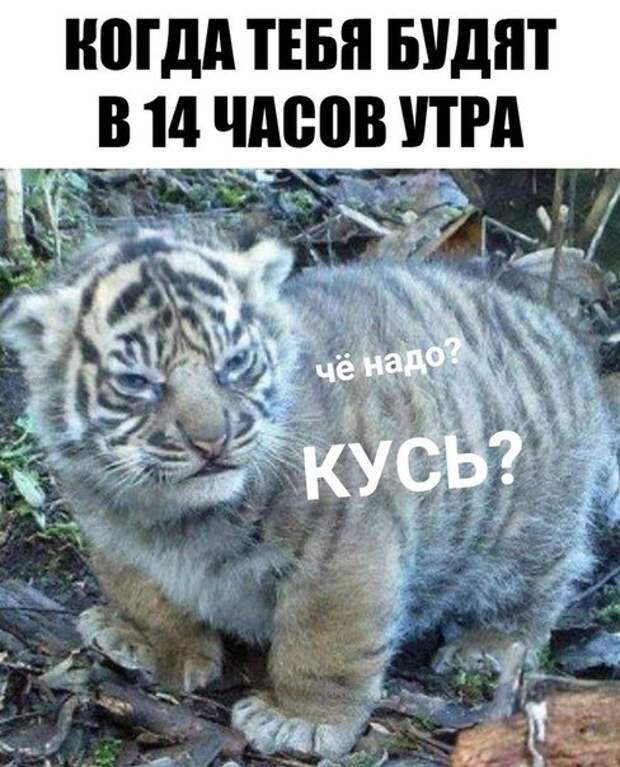 инторнэтное насобиралово