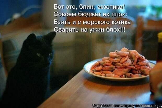 Лучшие котоматрицы недели (50 фото)