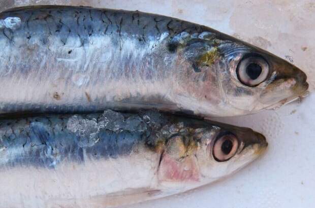 Рыбные прилавки хотят очистить от опасной экзотики
