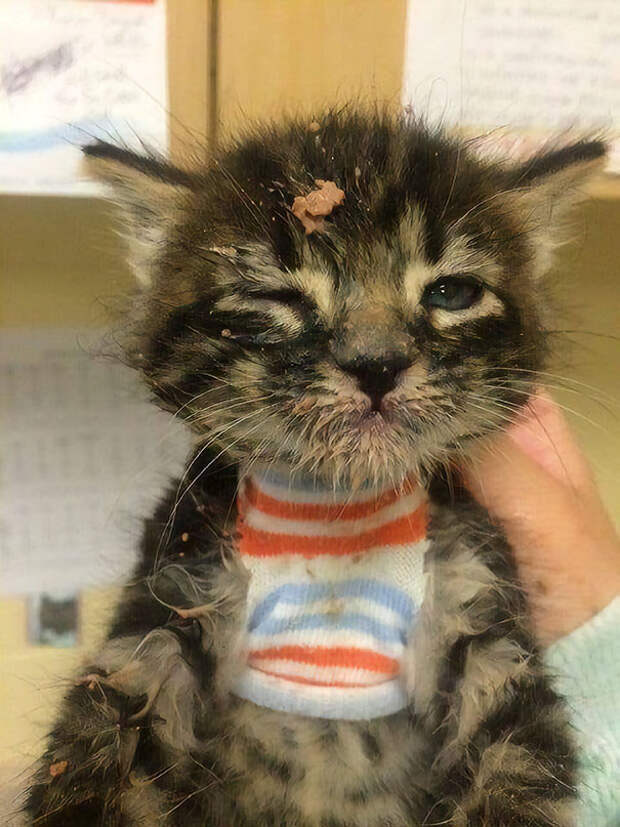 cute-animal-pictures-shelter-workers-6-5a83e7dd79143__605