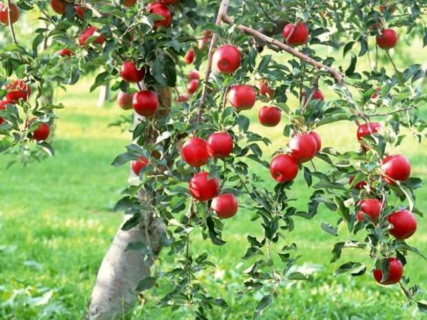 Обхитрить яблоню. Как заставить дерево плодоносить?