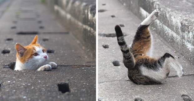 Japanese Photographer Captures Stray Cats Turning The Streets Into Their Playground