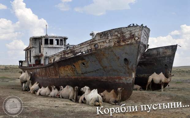 Корабли пустыни!..