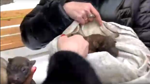 Родился слепой щенок. В Сочи спасли слепую собаку. Девушка спасла слепую собаку. Инцидент с собакой номер 5.