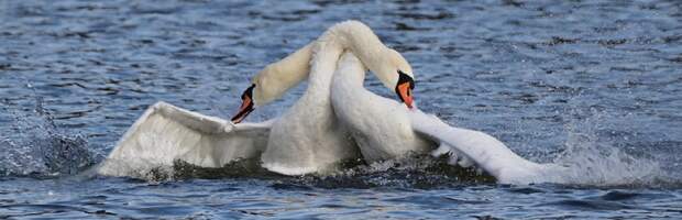 Кюй «Аққу» исполнили у Каспия с лебедями в Актау