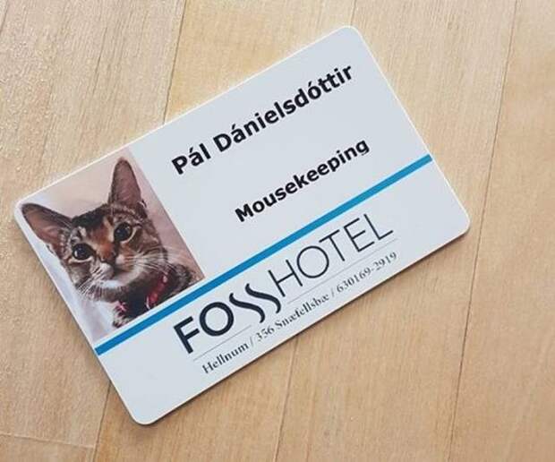 Визитка кота, работающего в отеле