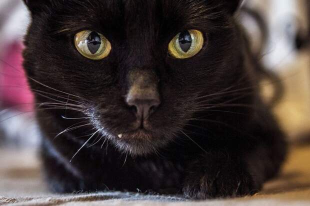 Чёрная кошка - суеверие, но всё же...
