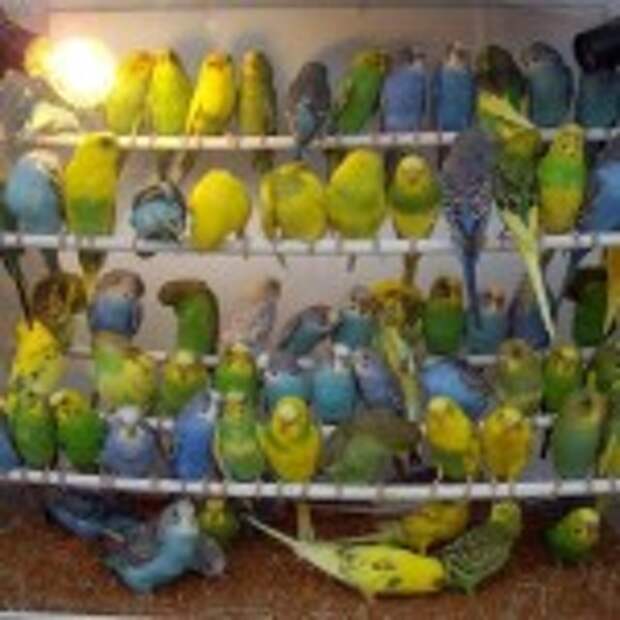 Где купить попугая