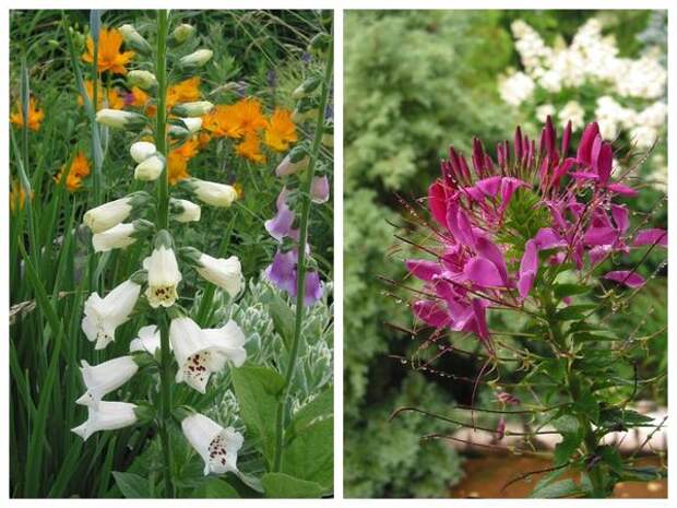 Высокорослые растения для миксбордера: наперстянка (Digitalis) &amp;amp;#39;Camelot&amp;amp;#39; и клеома колючая (Cleome spinosa)
