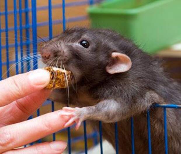 Крысу угощают лакомством