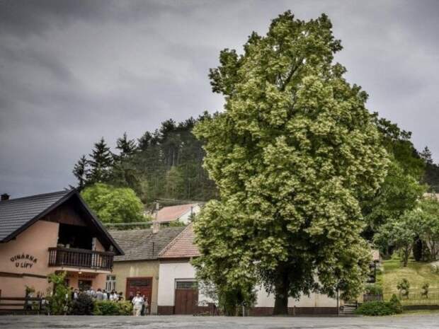 15 деревья в Европе с интереснейшей историей