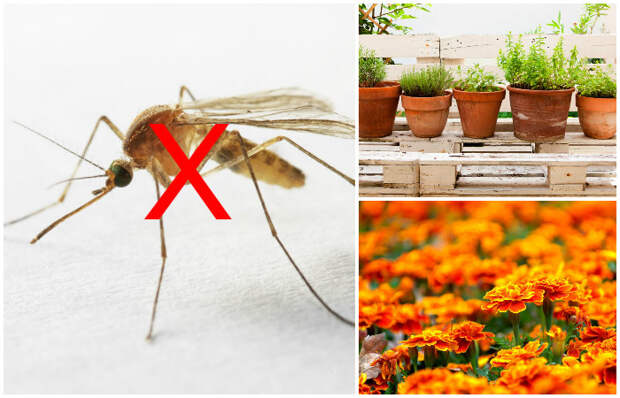 8 растений, которые точно отпугнут комаров от вашего дома и дачи