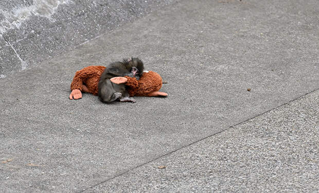 Фото: @ichikawa_zoo/X