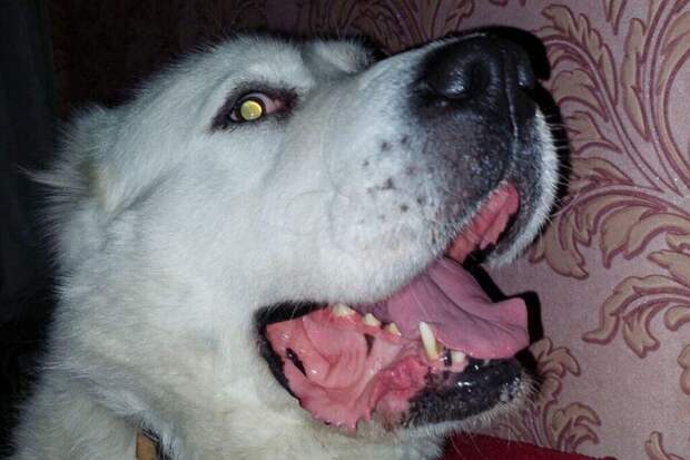 Не ругайтесь с соседями: эффективный способ прекратить беспричинный лай чужой собаки