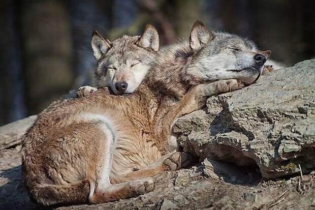 Милые животные, спят друг на друге, подушка