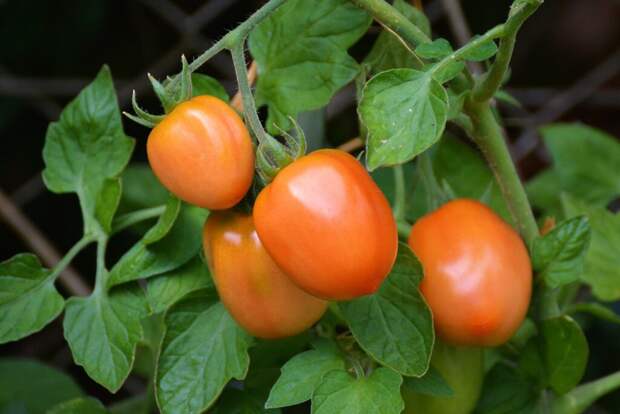tomatoes-1581204_1280-1024x685 7 ошибок при выращивании рассады помидоров, которые действуют на них губительно