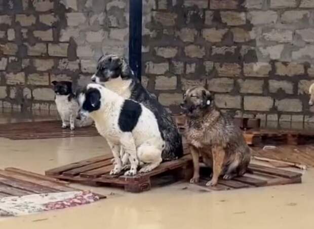 Зоозащитники на руках вынесли собак из приюта в Дагестане, спасая от наводнения