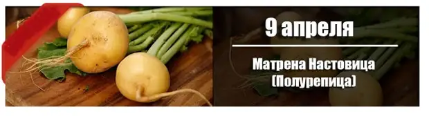 9 апреля: Матрена Настовица (Полурепица)