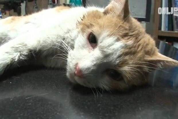 Люди сумели спасти кота, более 2-лет прожившего внутри стены торгового центра
