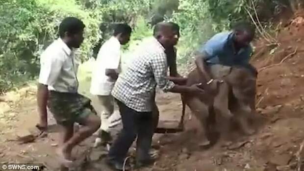 Инцидент произошел в городе Утакаманд на юге Индии видео, дикая природа, животные, индия, слон, слоненок, спасение, фото