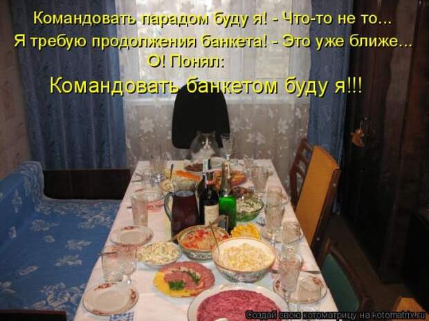 Лучшие котоматрицы недели (50 фото)